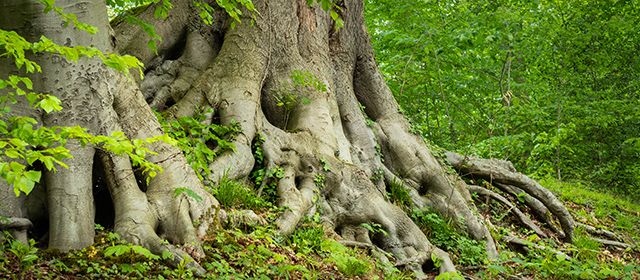 Tree surveys and risk assessment