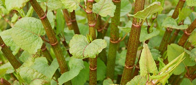 Vegetation management services