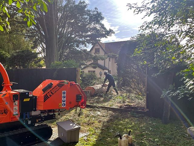 Commercial tree felling and removal