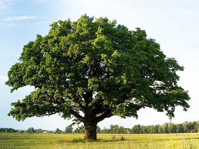 Tree preservation orders for planning applications