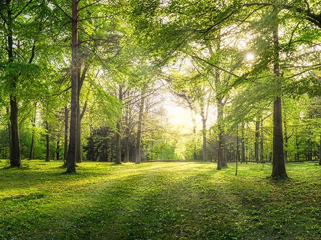 Tree protection orders BS5837