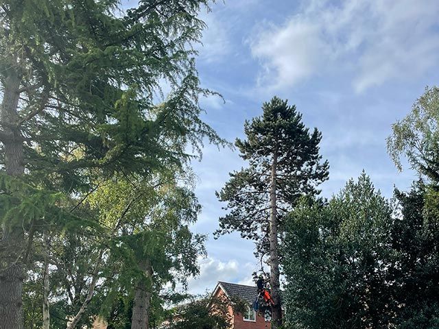 Tree risk assesment reports