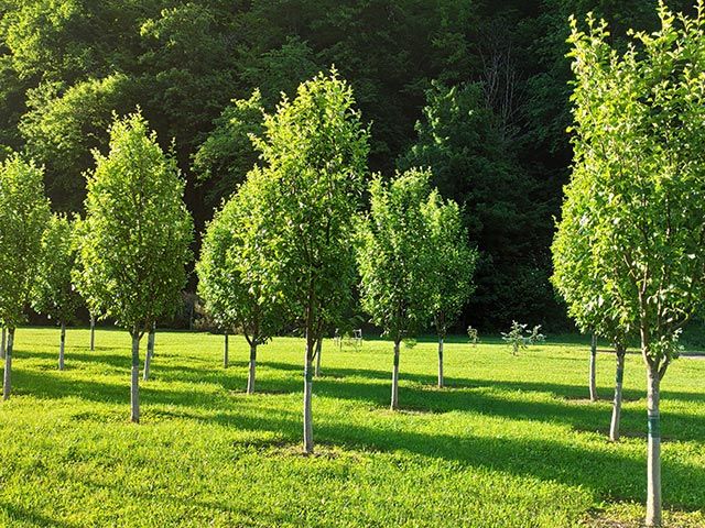 Tree planting on side of highway
